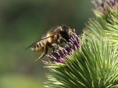 Megachile ligniseca