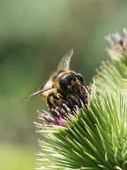 Megachile ligniseca
