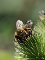 Megachile ligniseca