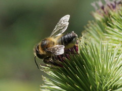 Megachile ligniseca