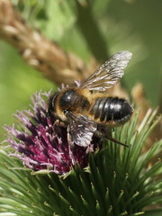 Megachile ligniseca