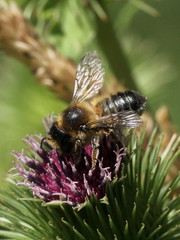 Megachile ligniseca