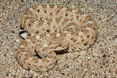 Crotalus cerastes laterorepens