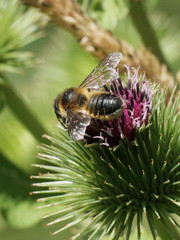 Megachile ligniseca