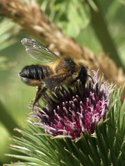 Megachile ligniseca