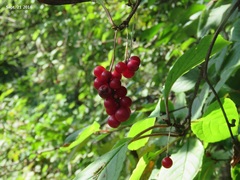 Schisandra chinensis