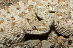 Crotalus cerastes laterorepens