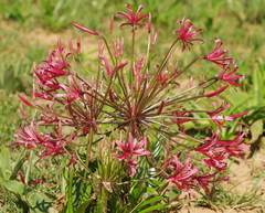 Nerine huttoniae