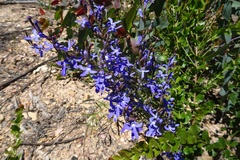 Lobelia gibbosa