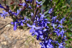 Lobelia gibbosa