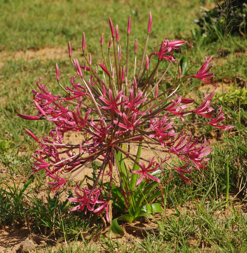 Nerine huttoniae in January 2011 by Craig Peter · iNaturalist