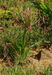 Nerine huttoniae