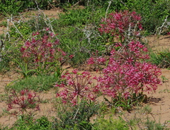 Nerine huttoniae