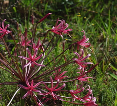 Nerine huttoniae