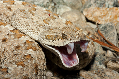 Crotalus cerastes laterorepens