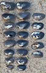 Hyridella australis