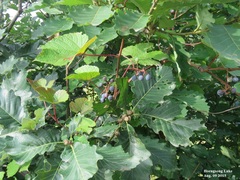 Vitis amurensis