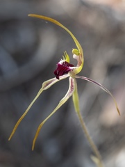 Caladenia dilatata