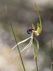 Caladenia dilatata