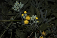 Baculellum articulatum × senecio oxyriifolius tropaeolifolius