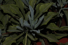 Baculellum articulatum × senecio oxyriifolius tropaeolifolius
