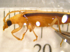 Parisopalpus thoracicus