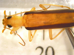 Parisopalpus thoracicus