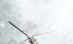 Notoaeschna sagittata