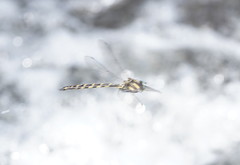 Notoaeschna sagittata