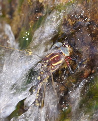 Notoaeschna sagittata