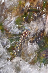 Notoaeschna sagittata