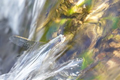 Notoaeschna sagittata