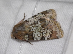 Hemibryomima chryselectra