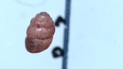 Vertigo pygmaea