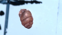 Vertigo pygmaea