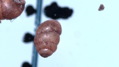 Vertigo pygmaea