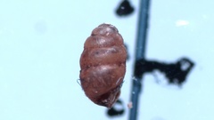 Vertigo pygmaea