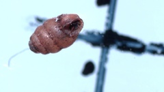 Vertigo pygmaea