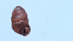 Vertigo pygmaea