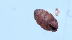 Vertigo pygmaea