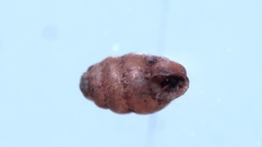 Vertigo pygmaea