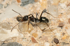 Iridomyrmex suchieri