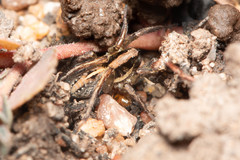 Artoriopsis
