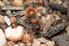 Meranoplus froggatti