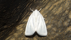 Chasminodes albonitens