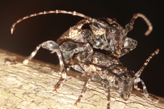 Lagocheirus obsoletus