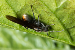 Polyrhachis vermiculosa