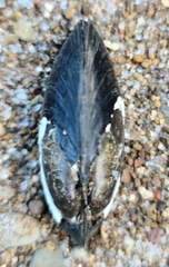 Hyridella australis