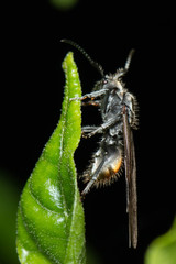 Polyrhachis vermiculosa