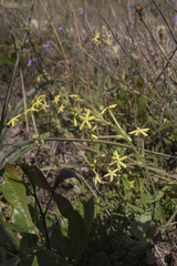 Lyperia